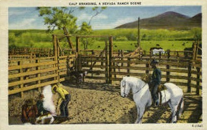 Calf Branding A Nevada Ranch Scene - Misc Postcard