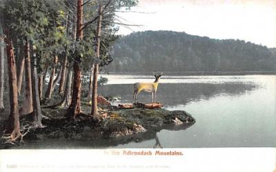 Deer Adirondack Mountains, New York Postcard