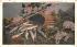 Days catch Adirondack Mountains, New York Postcard