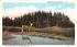 Denizen of the Forest Adirondack Mountains, New York Postcard