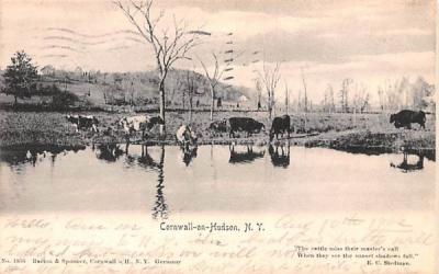 Cattle drinking water Cornwall on Hudson, New York Postcard