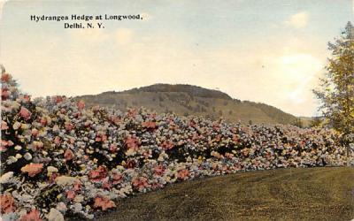 Hydrangea Hedge & Longwood Delhi, New York Postcard