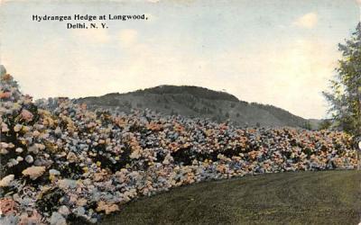 Hydrange Hedge at Longwood Delhi, New York Postcard