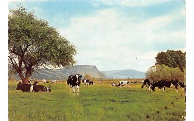 Farm Scene Delhi, New York Postcard