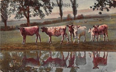 Cattle Goshen, New York Postcard