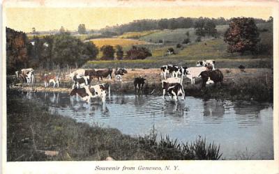Cows Drinking Water Geneseo, New York Postcard