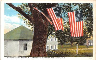 Historic Scythe Tree Geneva, New York Postcard