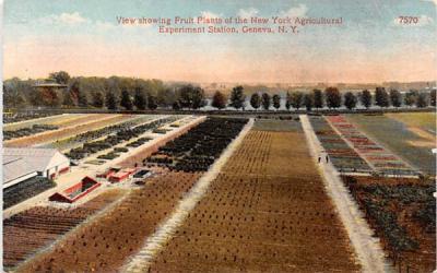 New York Agricultural Experiment Station Grounds Postcard