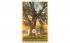 Historic Scythe Tree Geneva, New York Postcard