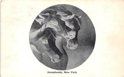 Horses Horseheads, New York Postcard