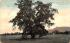 Washington Tree & High Tor Haverstraw, New York Postcard