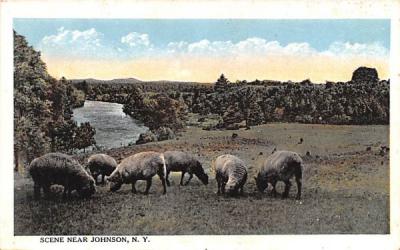Animals Roaming Johnson, New York Postcard