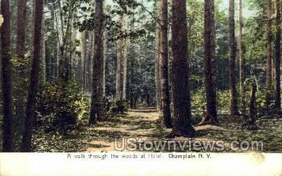 Woods - Lake Champlain, New York NY Postcard