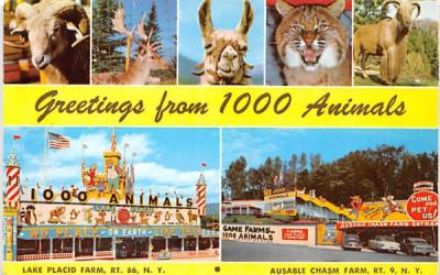 See 1000 Animals Lake Placid, New York Postcard