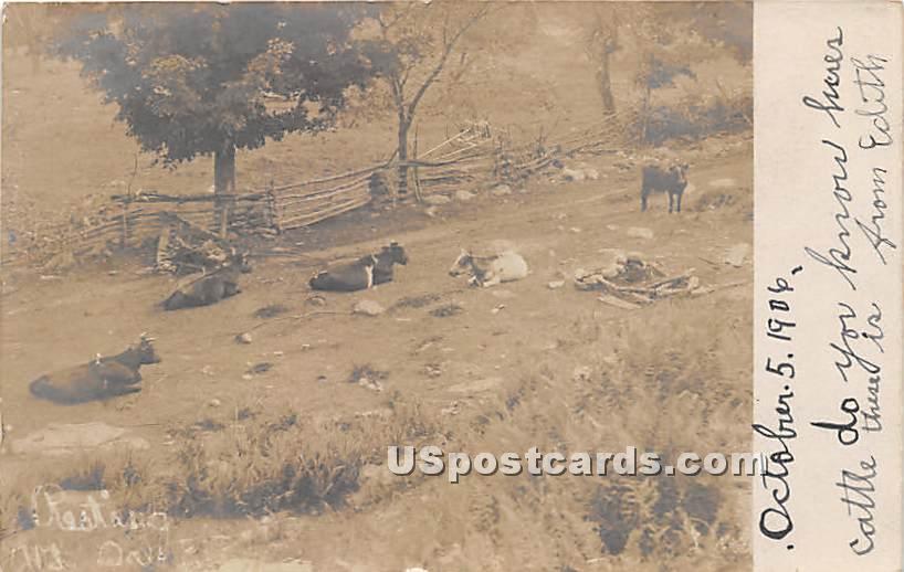 Cattle October 5, 1906 - Mountaindale, New York NY Postcard