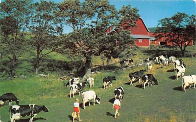 Bringing in the Cows Millbrook, New York Postcard