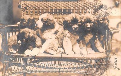 Puppies Middletown, New York Postcard
