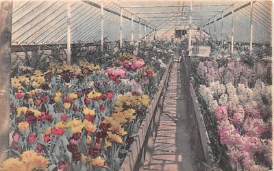 Florist Middletown, New York Postcard