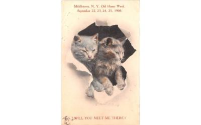 Cats Middletown, New York Postcard