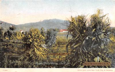 Harvest Field Monticello, New York Postcard