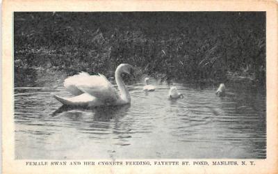 Female Swan & Her Cygnets Feeding Manlius, New York Postcard