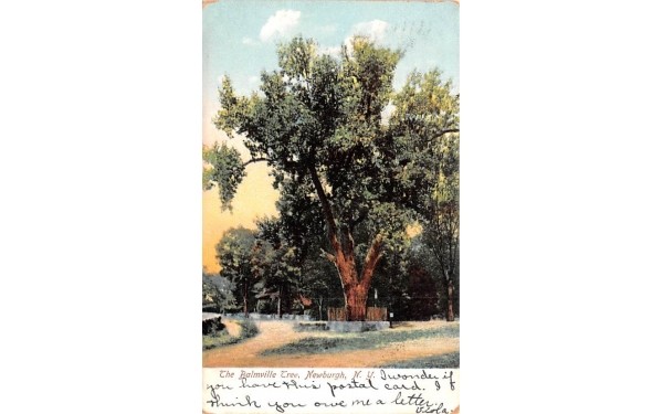 Balmville Tree Newburgh, New York Postcard