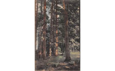 Trees Narrowsburg, New York Postcard