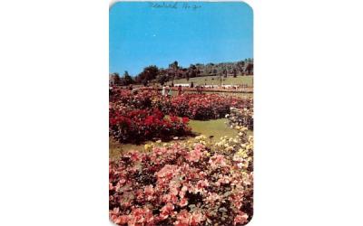 Jackson & Perkins Rose Garden Newark, New York Postcard