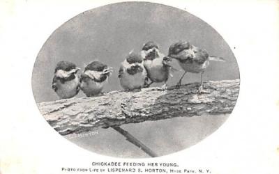 Chickadee Feeding Her Young Poughkeepsie, New York Postcard