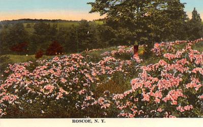 Flower Field Roscoe, New York Postcard