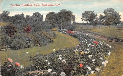 Peonies Rochester, New York Postcard
