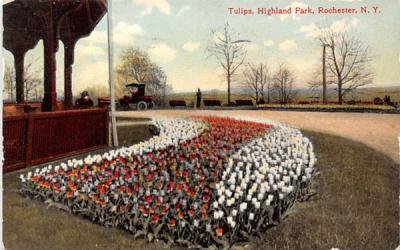 Tulips Rochester, New York Postcard