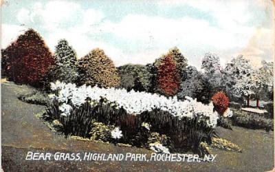 Bear Grass Rochester, New York Postcard