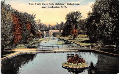 New York State Fish Hatchery Postcard
