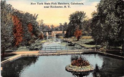 New York  Postcard