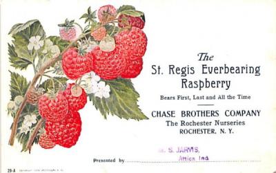 St Regis Everbearing Raspberry Rochester, New York Postcard