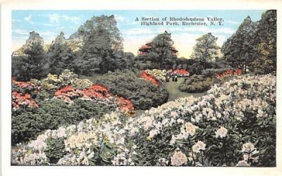 Rhododendron Valley Rochester, New York Postcard