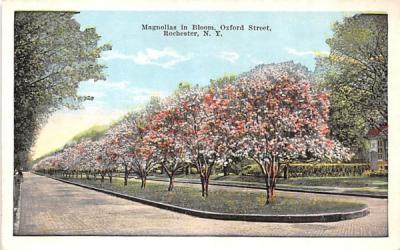 Magnolias in Bloom Rochester, New York Postcard