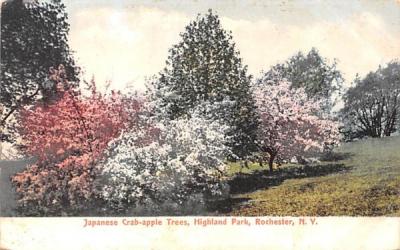 Japanese Crab-apple Trees Rochester, New York Postcard