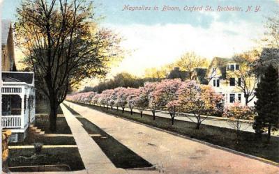 Magnolias in Bloom Rochester, New York Postcard