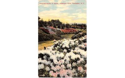 Rhododendrons in Bloom Rochester, New York Postcard
