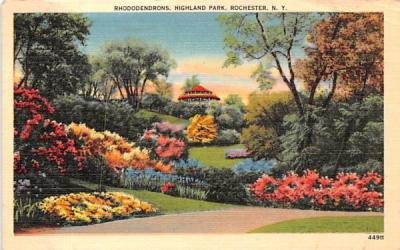 Rhododendrons in Bloom Rochester, New York Postcard