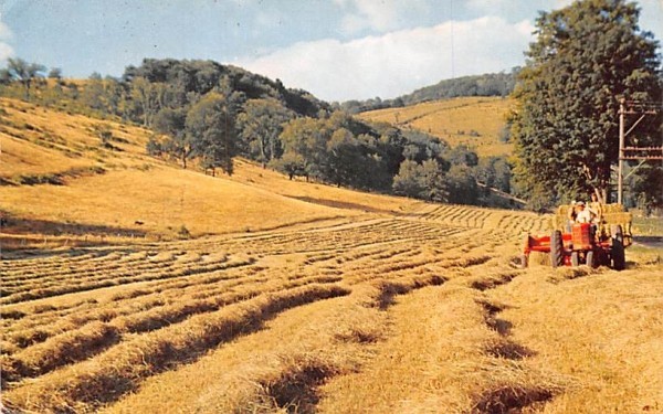 Hay Harvest Sidney, New York Postcard