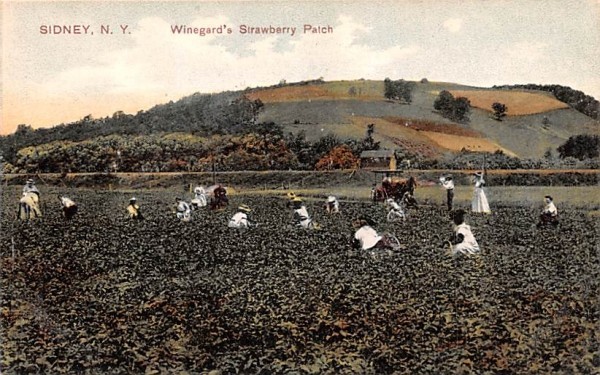 Winegard's Strawberry Patch Sidney, New York Postcard