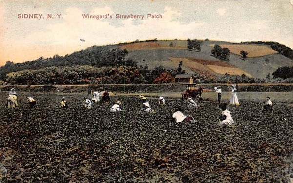 Winegard's Strawberry Patch Sidney, New York Postcard