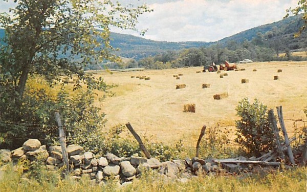 Harvesting Hay Sidney, New York Postcard