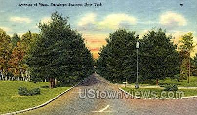 Ave of Pines - Saratoga Springs, New York NY Postcard