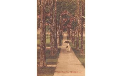 Maple Tree Row Stamford, New York Postcard