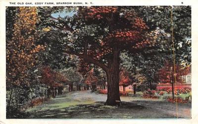 Old Oak Sparrowbush, New York Postcard