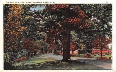 The Old Oak Sparrowbush, New York Postcard